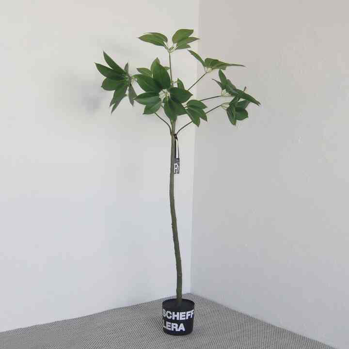 Schefflera 造花