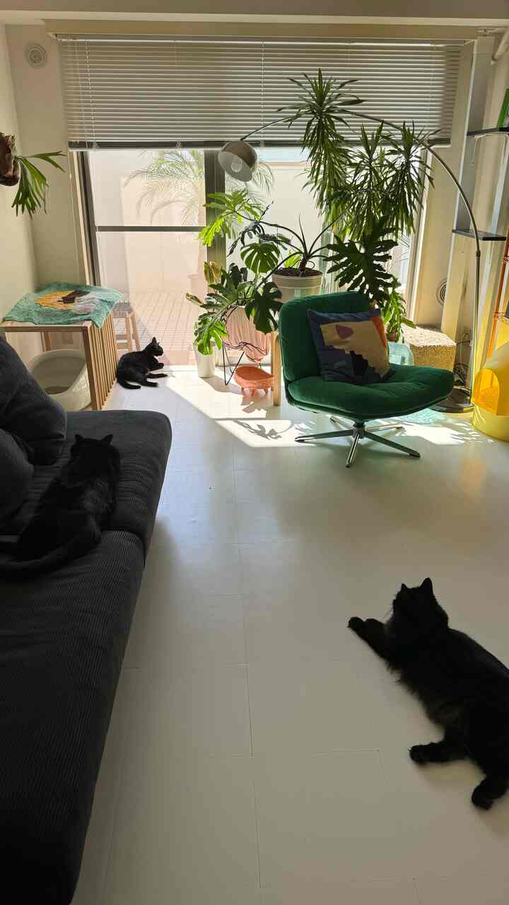 白い床と緑色のアームチェア、植物が配置されたリビングルームに三匹の黒い猫がいる、雰囲気のある空間