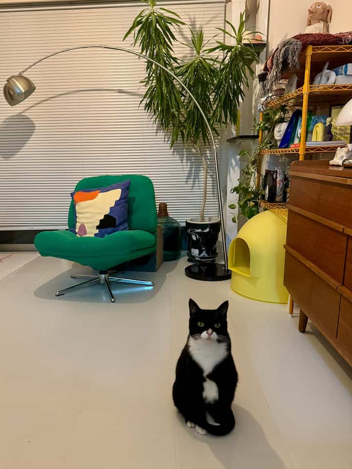 白い床とブラインドを背景にしたナチュラルモダンなリビング、緑のアームチェアと黄色の猫トイレ、黒い猫が中心に座る雰囲気のあるインテリア