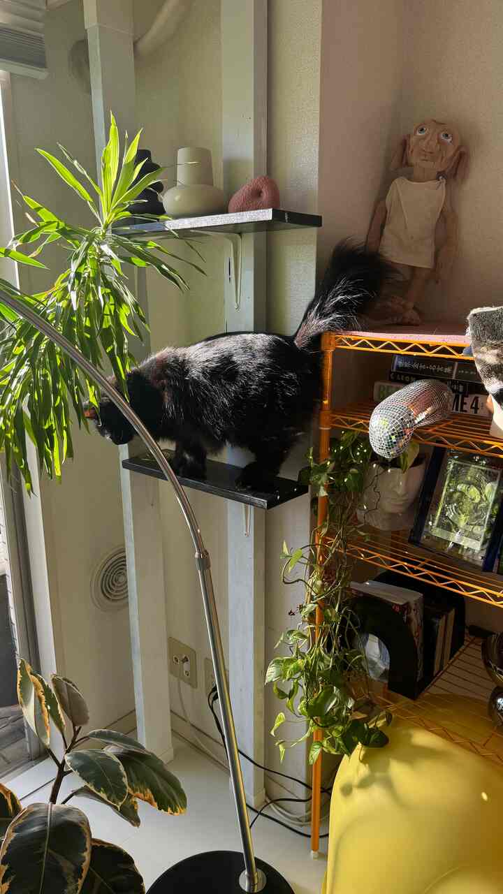 明るい白い壁と棚が配置されたモダンな室内空間、棚の上に黒い猫がいて、植物と黄色いペットベッドが置かれた雰囲気のあるインテリア