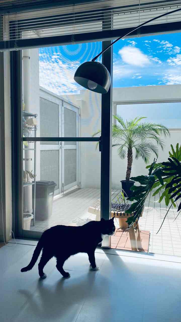 明るい白い床と壁のバルコニー空間、黒白の猫と植物が配置された雰囲気のあるインテリア