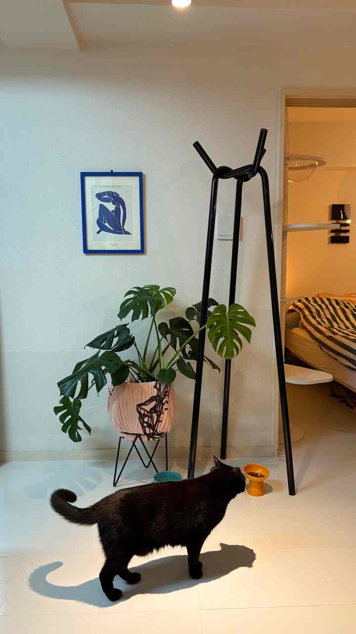 白い床と壁にモダンなコートラック、大きな緑の植物、黒い猫がいるシンプルで落ち着いたインテリア