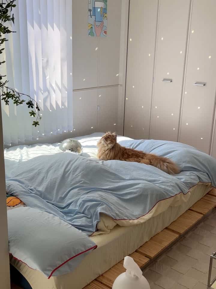 柔らかなブルーとベージュの色調の寝室、木製ベッドフレームとリラックスする猫が配置された雰囲気のあるインテリア