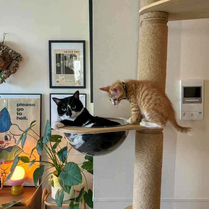 白い壁と茶色のキャットタワーのある空間に黒白の大人の猫と茶トラの子猫がいる雰囲気のあるインテリア