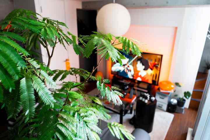 緑の植物が置かれた明るくモダンなリビング、広々とした印象的な空間