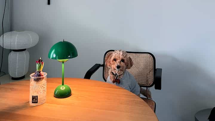 🇯🇵 2LDK｜犬と照明と名作家具🐶💡🪑好きに囲まれた癒しの空間