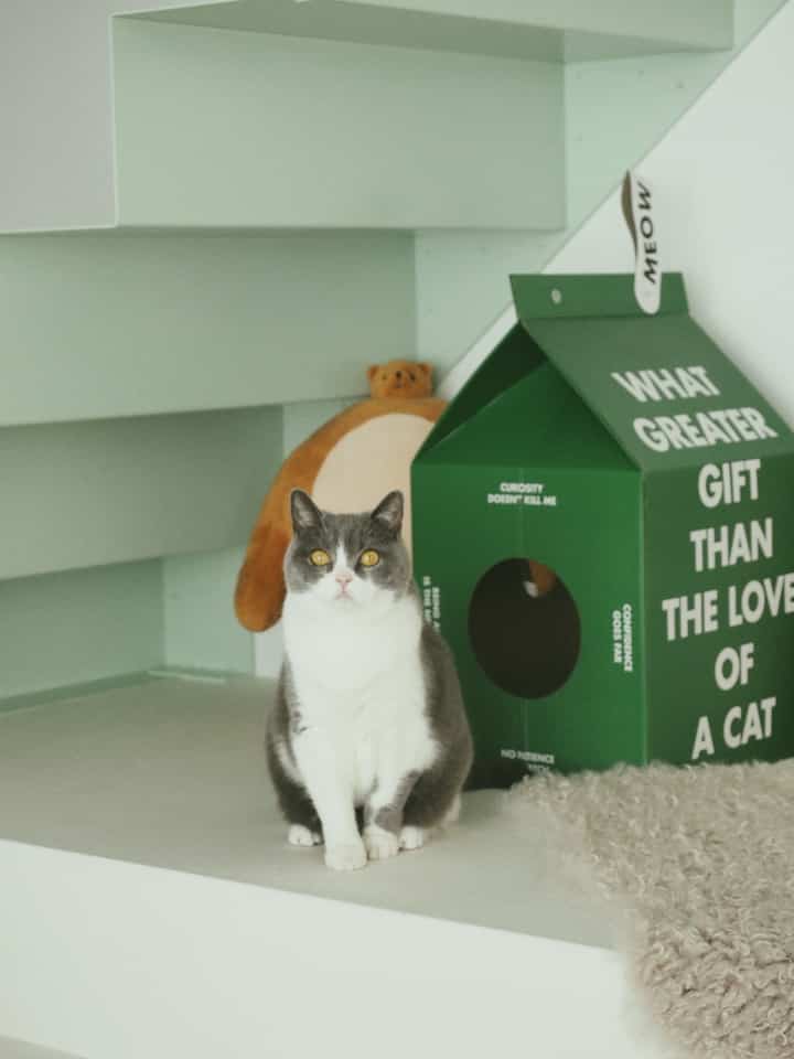 キャットハウス 牛乳パックを使ったコーディネート 3
