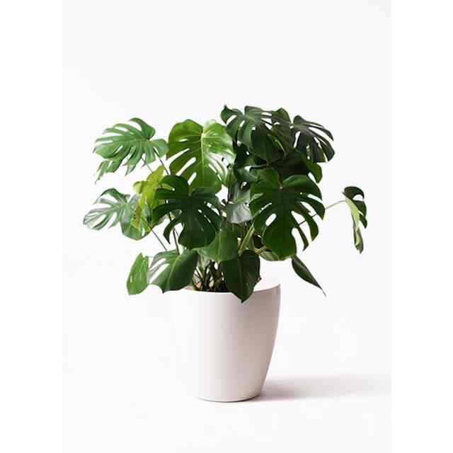 観葉植物 モンステラ 8号 ボサ造り ラスターポット 付き