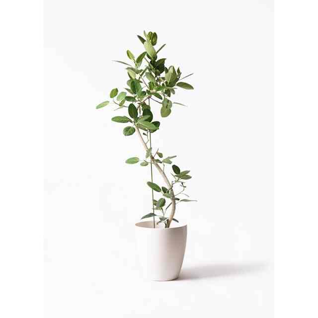観葉植物 フィカス ベンガレンシス 10号 曲り ラスターポット 付き