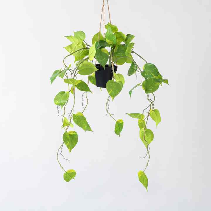 Artificial - Green フェイクグリーン ハンギング ポトス