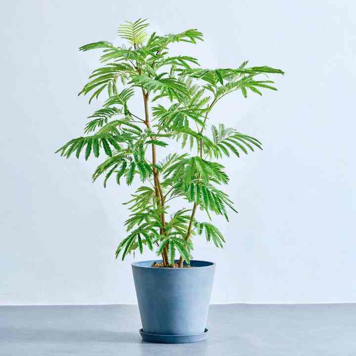 エバーフレッシュ M