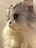 lo_cat