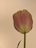 zanzan_zip