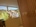 kivo_plant