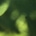 미도리Midorii