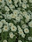 yellow_motive