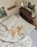 이마요네즈집님의 프로필 이미지