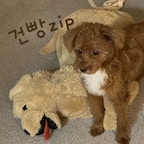 건빵_zip님의 프로필 이미지