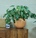 Curucuma_home