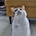 고양이손_