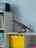 소모아