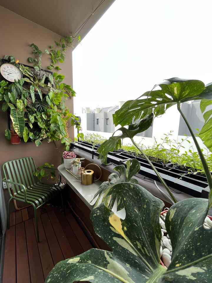 Ini adalah area favorit aku, kamar utama tidak mengharap view yg bagus jadi aku membuat balkonku hijau dengan tanaman, baik cerah ataupun hujan selalu menyenangkan duduk berlama lama disini, aku juga sering membuka sliding door kamar ketika tiduran di kasur sambil memandang ke luar balkon.. sangat menenangkan
#balkon #balconyidea #dekorasibalkon #deckinglantai #kursitaman #kursiteras #verticalgarden #rakbalkon
