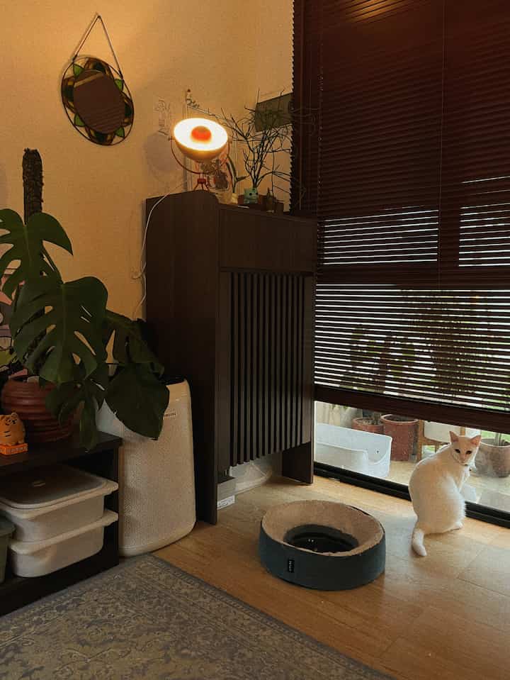 Belakangan lagi suka vibe rumah waktu sore menjelang malam. Cozynya dapet, terangnya juga masih dapet. Golden hour indeed ✨
#LivingroomStyling #MidCenturyDecor #MidCenturyStyling #LivingRoomInspo #RuangTamu #DekorasiRuangTamu #CozyLighting