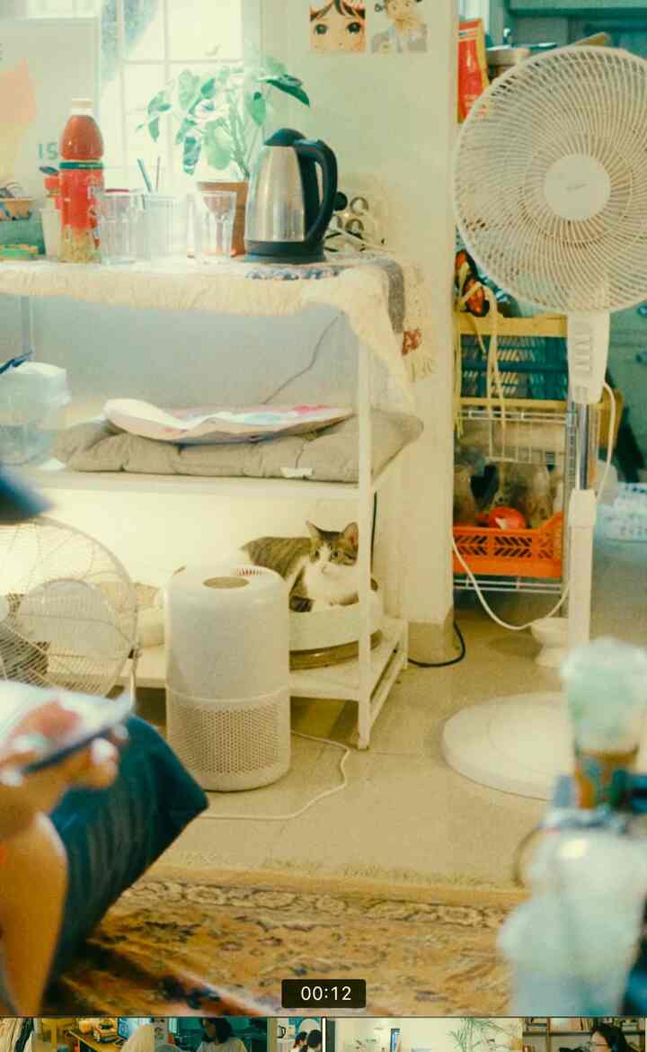 Rumah Telur sebenarnya rumah para kucing #aestheticroom #aesthetichomedecor #homestyling #midcentury #japanese #cats