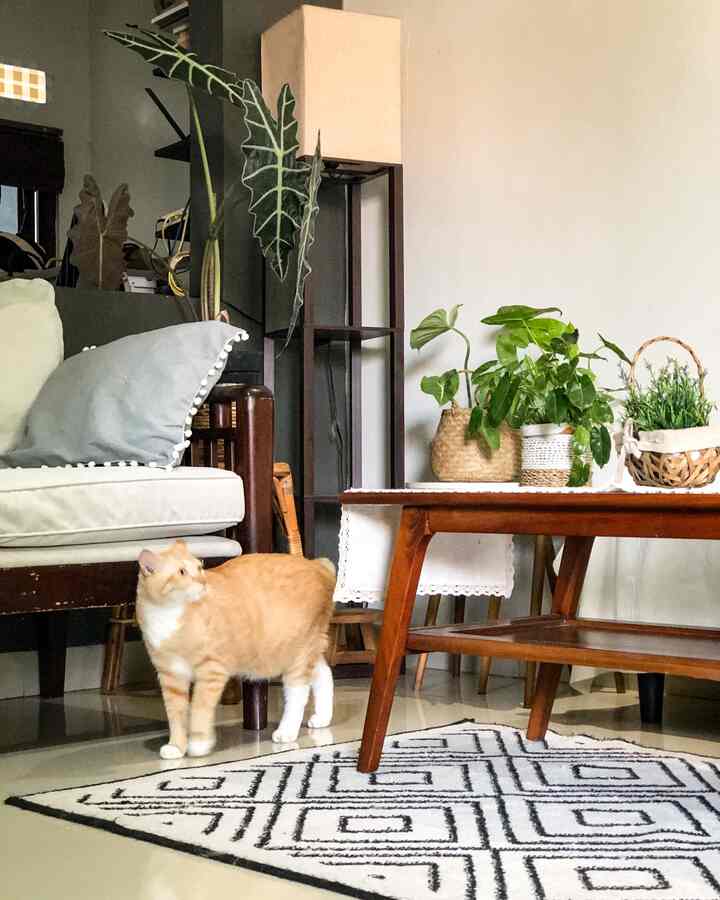 rumah kecil kami punya living room dengan ambiance jadulan karena sofa kayu jati beli saat baru nikah. sayang sayang mau ganti. jadi kombinasiin sama pernik pernik yang bisa bikin lebih seger. keciiiil, mesti sharing sama sepeda paksu🤣 capek mindahin kalau motret, akhirnya kupun mengalah, menjadikan sepeda bagian dari dekorasi 🤣

#aesthetichome #livingroomdecor #livingroomstyle #livingroommakeover #plantmom #catlover #decorlowbudget #bohoscandi #homesweethome