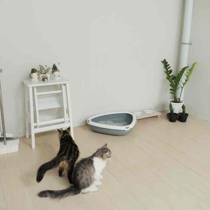 Pagi tetangga semua ✨🥳

Selamat Pagi dari anabul di Damaruma yang lagi asyik nongkrong di cat room mereka 🌿😺
Cat room ini dibuat dibelakang rumah dengan konsep semi outdoor karena bersebelahan langsung dengan taman belakang (area outdoor)
Oh ya yang paling sering ditanyain tetangga online, lantainya itu pakai granit atau SPC yaa? Jadi kami pakai granit motif kayu dari Roman ya, memberikan kesan warm dan aesthetic ala korea 😻

#catroomideas #koreanstyles #catroomdecor #roomdecor #catroomoutdoor #outdoorroom