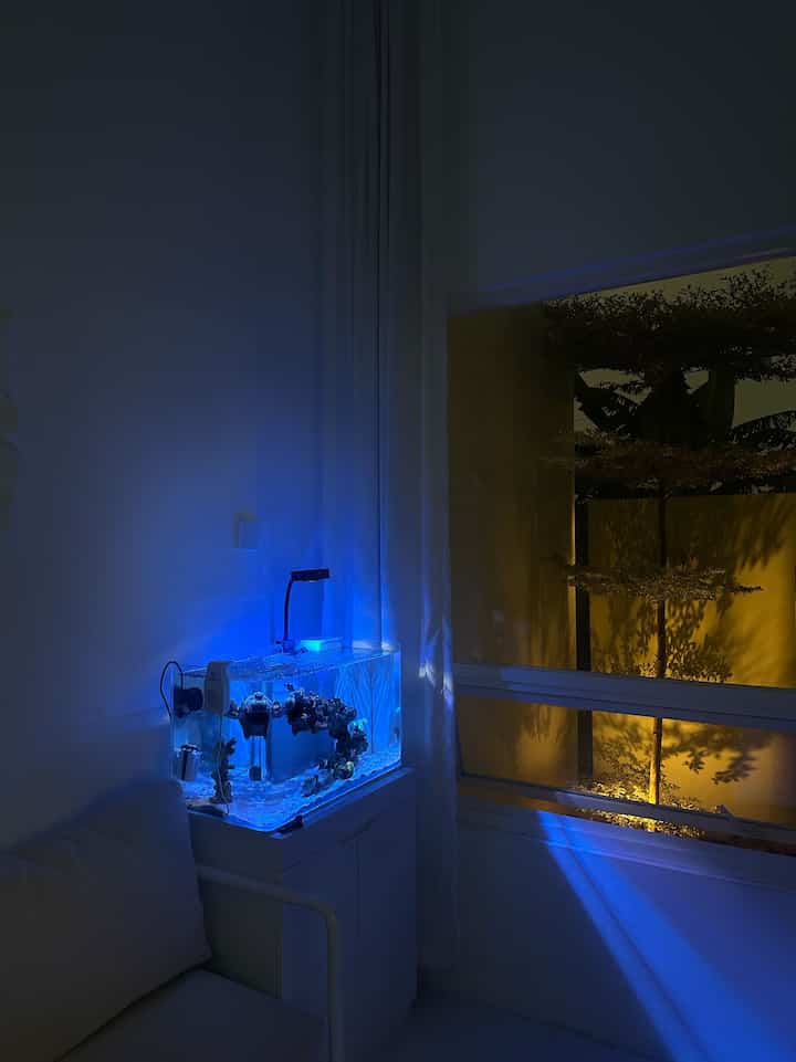 REEF TANK
-
Dekorasi aquarium air laut, kita letakan dipojok dekat jendela agar ketika pagi kena cahaya langsung dan mempengaruhi pertumbuhan trumbu karangnya, kita menggunakan aquarium bending ( melengkung ) terlihat seperti 3D jika dilihat dari samping


#aquarium #reeftank #aquascape #home #decoration #sudut #pojok #angkahouse #minimalist #rumah