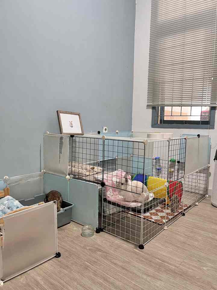 Ruang kelinci di area deket tangga. Untuk kelinci, aku bikin kandangnya pake playpen. Biar mereka bisa bebas gerak kesan kemari. Untuk dekorasi kandangnya aku pasang karpet dan beberapa mainan untuk mereka. Ada kasurnya juga, biar mereka nyaman. Saran aku buat temen” yang di rumahnya punya anabul. Siapin segalanya sebelum mereka dateng ya, kaya kandang, makanan, botol minum dll. 

#homedecorideas #homedecor #ruangankelinci #inspirasiruanganabul #livingwithbunny #inspirasihome