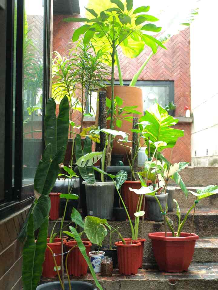 Salah satu hobiku adalah bercocok tanam hihi gatau kenapa kalo ngeliat tanaman tuh hati langsung adem rasanya.
Siapa disini yang suka juga ngoleksi tanaman hias? ☝🏻
#plantshobbie
#tanamanhias
#plantscollection