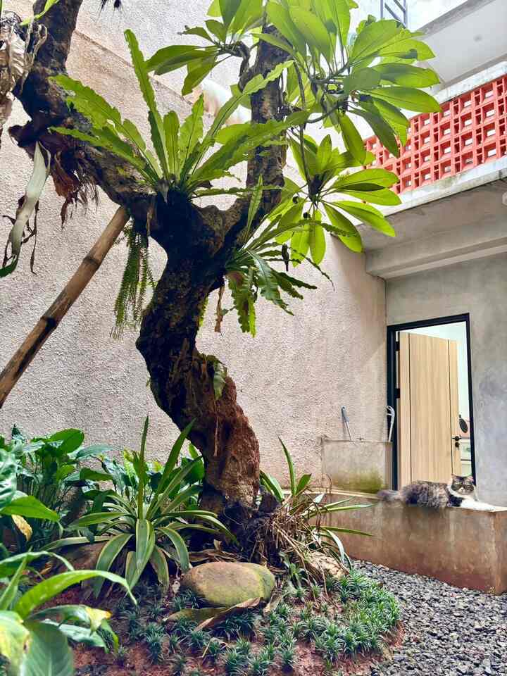 Salah satu tempat Favorite di Wina Home yaitu tempat duduk di taman kecil di dalam rumah. Bisa dilihat kan anabuls aja nyaman duduk santuy disitu. 🥰
#favoritemoment
#favoriterooms
#favoritedecoritems
#tamanmini
#gardenroom