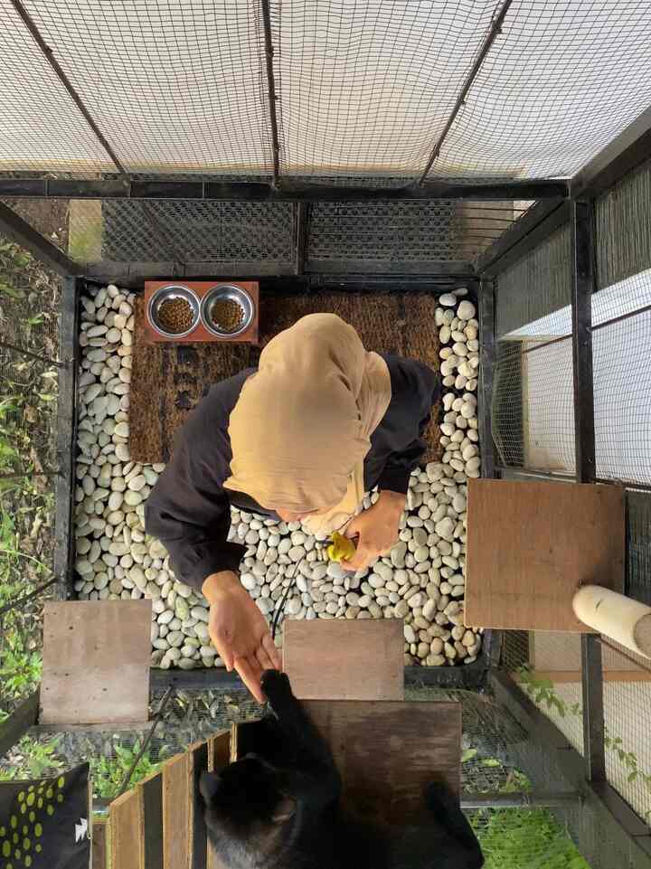 Kandang anak berbulu ini ukurannya 3mx150cm
Pemanis halaman dengan tanaman leekwanyew yang menjuntai 
#kittenroom #catroom #playgroundkucing #catlover #bogor #rumahtanpaarsitek #decorlowbudget