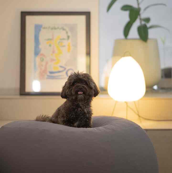 Meet Carlo, the freeloader in our home 🐶🍖
#homedecor #inspirasirumah #interiorrumah #interiormodern #ruangkeluarga 