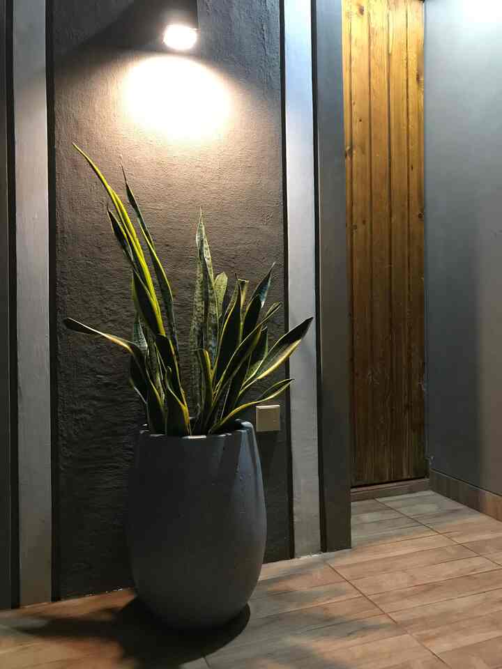 Tanaman sansivera dan pot dari terapothome ini mempermanis teras kecilku. #terapothome #potmanis #sansivera