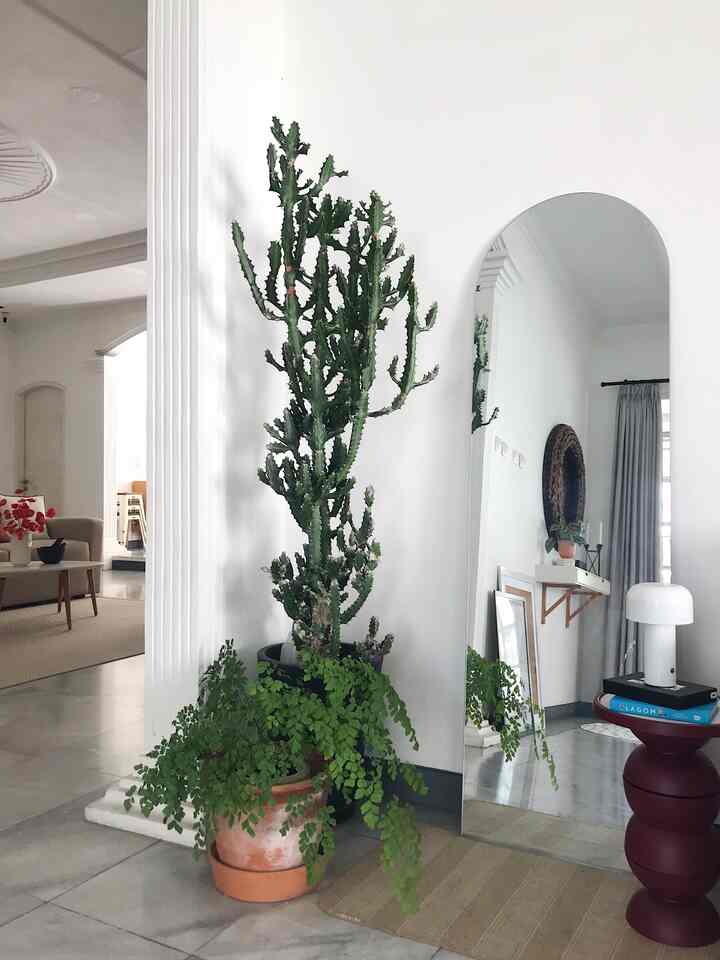 Salah satu hal paling penting buatku dalam mendekorasi rumah adalah greenery/tanaman. Kebetulan hobi aku tuh merawat tanaman, jadi punya banyak koleksi tanaman. Tidak harus selalu tanaman hidup, artificial plant pun tidak masalah. Karena harus disesuaikan juga dengan kondisi rumah, jangan sampai memaksakan menggunakan tanaman asli tapi malah mati.

#indoorplants #midcenturymodern #homestyling #plantstyling #pothosplant #urbanjungle #urbanjunglehome