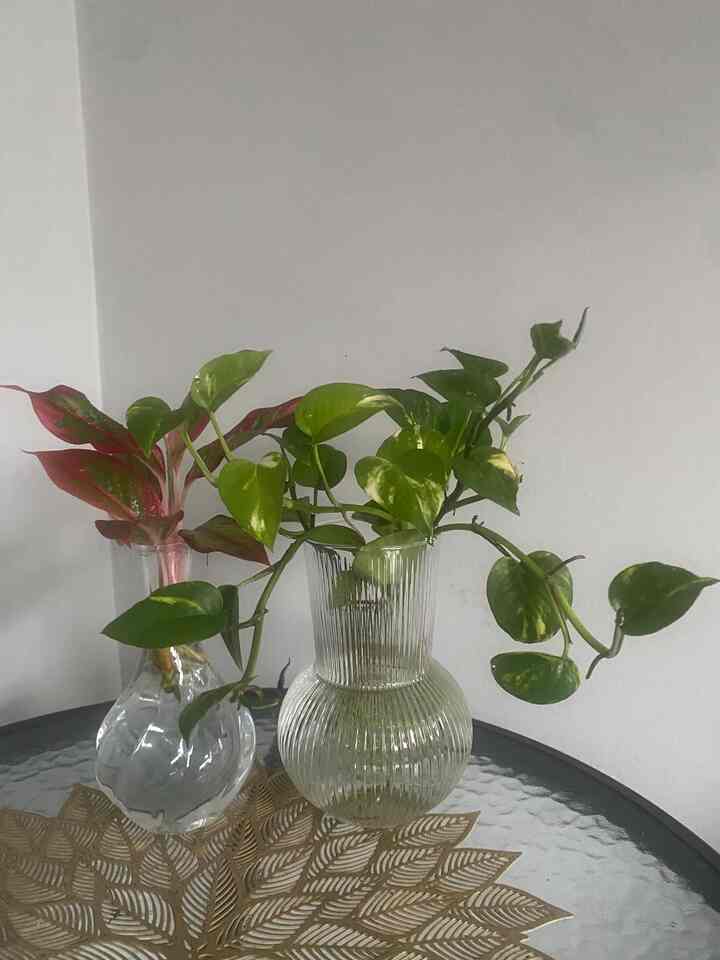 

Kebun kecilku dan Tanaman di rumah ❤️

#minigarden #mendung #taman