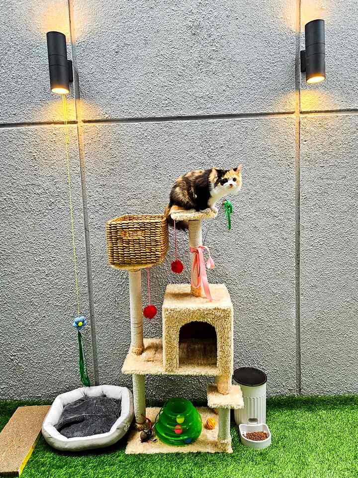 Saat membangun rumah ini, satu hal yang tidak terfikirkan sejak awal adalah space untuk hewan peliharaan. Siapa sangka kalau ternyata kami ternyata membutuhkan seekor anak berbulu atau anabul. Tapi alhamdulillah kami masih memiliki space kecil di belakang sebagai tempat khusus buat anabul kami. Meski belum jadi sesuai yang kami mau, sementara ini sudah cukup dulu. Setidaknya anabul kami cukup happy dengan apa yang kami beri ini
#CatRoom #TempatBermainKucing #TempatBermainAnabul
#CatPlayingRoom
#HomeSpaceForCat #rumahkucing #smallcatrooml