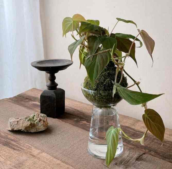 Sip'n'dip - Philodendron Micans Sirih Gading