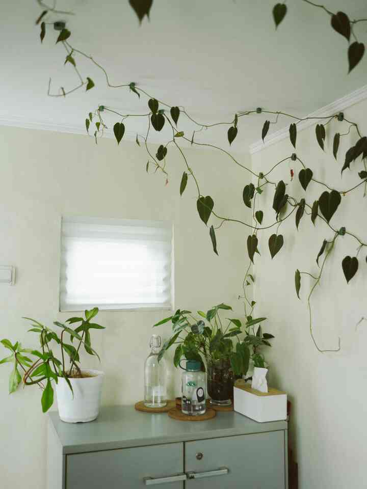 Corner storage space in white and green tones featuring plants with a natural interior style
