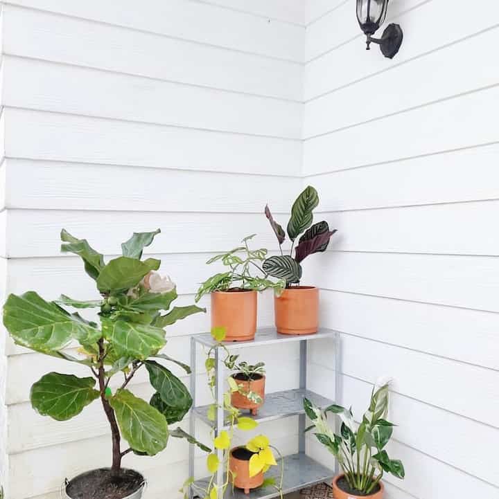 Teras dari tahun ke tahun di casadgarlic, dari mulai kosong bingung mau di taro apa, sampe bingung sekarang naro tanaman yang mana 😁

Di teras casadgarlic kita pilih rak hyllis ikea dari bahan baja galvanis kenapa pilih yg itu soalnya sangat mudah di bersihkan saat kena kotoran. Semoga menginpirasi🤍🪴
#tanaman
#inspirasiteras
#roomdecorinspo
#raktanaman
#dekorasitanaman
#stylingteras
#inspirasitanaman
#dekorasipekarangan 
