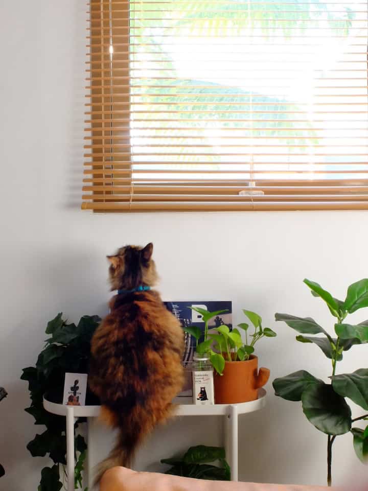 Kucing rumahan ini namanya Latte, dia tug suka penasaran sm kehidupan diluar rumah cuma g pernah kita kasih keluar, kyak difoto ini dia tuh tau kalau diluar ada kucing lain. Jadi penasaran bgt pengen liat dari jendelaa. 
#kucingrumahan #tinyhomecafe #tinyhome #rumahbandung #kucing #rumahmungil