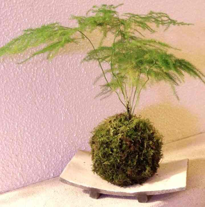 Bibit Tanaman Hias Asparagus Plumosus