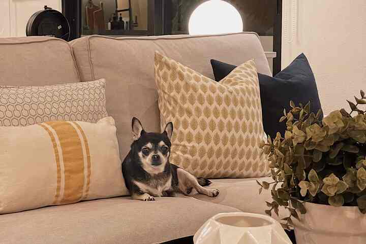 Beige sofa with a dog resting on it, cushions and lighting forming a cozy living room space