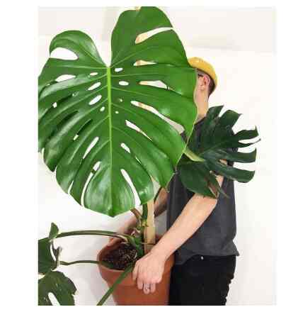 Tanaman hias monstera king jumbo