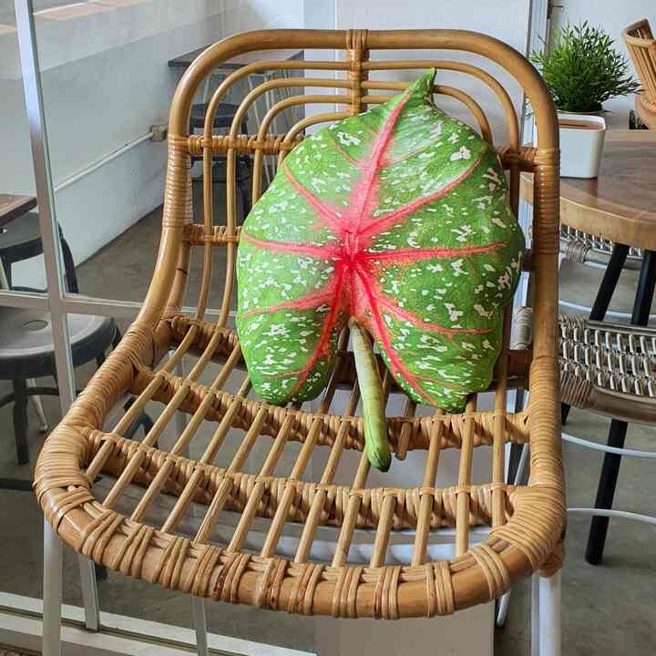 Bantal Sofa Cushion Daun Caladium Bicolor