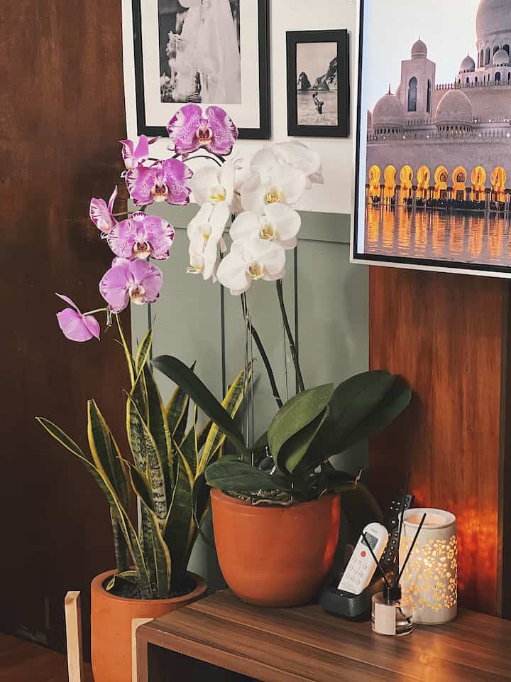 Halo Tetangga Kimkim 👋🏻

Gak terasa Lebaran sebentar lagi. Biasanya menjelang Lebaran, saya menata ruang tamu dengan memajang bunga lili & bunga anggrek bulan. Selain cantik, aroma bunga lili yang khas, bikin ruang tamu rumah Kimkim jadi wangiii sekali. Kadang juga saya pakai bunga sedap malam. Wangi keduanya sama2 enak 🥰.

Bunga anggrek bulan memang gak pernah gagal. Setiap tempat / sudut kalau dikasih bunga ini pasti langsung stunning ✨. 

Berhubung ruangan yg terbatas, sy tidak menggunakan coffee table, sebagai gantinya, saya menata kue Lebaran diatas meja tv. 

#DekorasiLebaran
#DekorasiIdulFitri
#DekorRamadhan
#InspirasiRuangTamuLebaran
#IdeDekorLebaran
#DekorBunga
#BungaMeja
