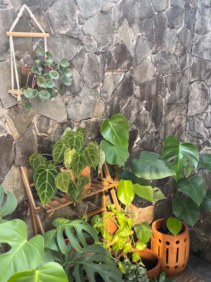 Hay hay tetangga
Ini backyard di PearlHouse, laundry area di rumah ku ada 2 bagian di dalam dan di luar rumah jadi backyard ini selain aku pake buat jemur bisa juga dipake buat ngopi2. Posisi backyard ini tepat di belakang dapur ku🫰🏻 


#backyard 
#laundryarea 
#tamanbelakang 
#jemuran 
#anakijo
#monstera
#peperomiawatermelon
#teracota

